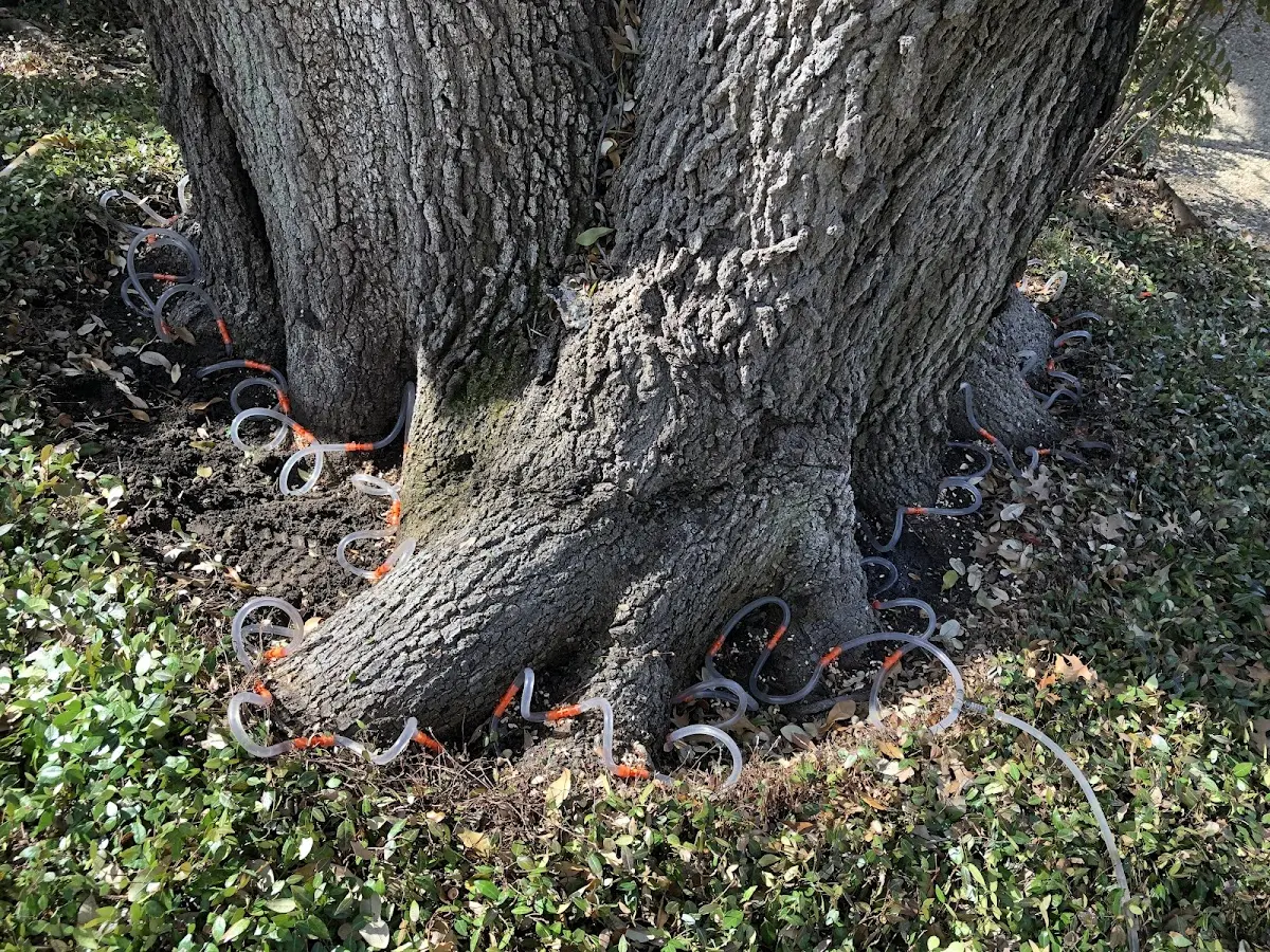 Detailed Tree Cabling and Bracing job site in Rolla