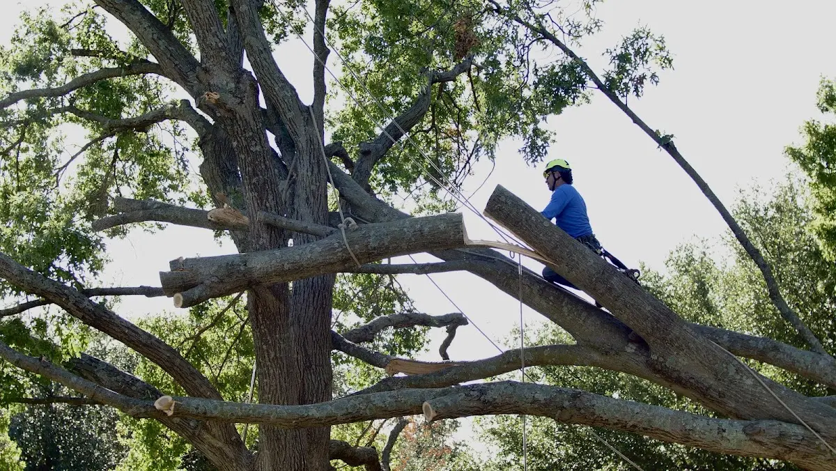 Professional Hazardous Tree Removal performed by certified arborists in Rolla